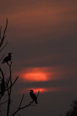 A group of cormorants roosting on a tree during a beautiful sunset with the sun in the background inside Bharatpur bird sanctuary clipart