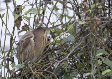 A black bittern resting near a small pool of water in the marshy lands inside Keoladeo Ghana Bird Sanctuary during a cold winter morning clipart