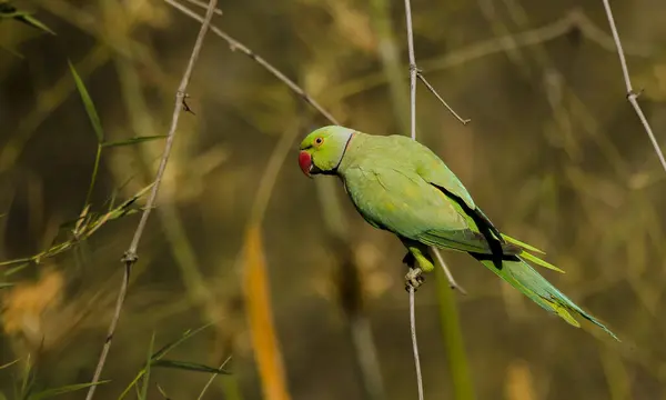 stock image A rose-ringed parakeet perched on a bamboo branch inside Bandhavgarh Tiger Reserve during a wildlife safari