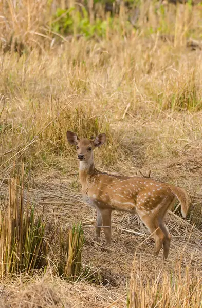 stock image A spotted deer fawn grazing near a waterhole inside Bandhavgarh Tiger reserve on a hot summer day during a wildlife safari