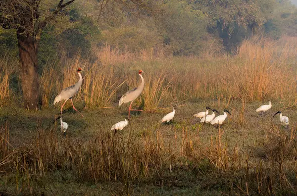 stock image Two Sarus cranes walking through high grasses inside Bharatpur bird sanctuary during a cold winter day