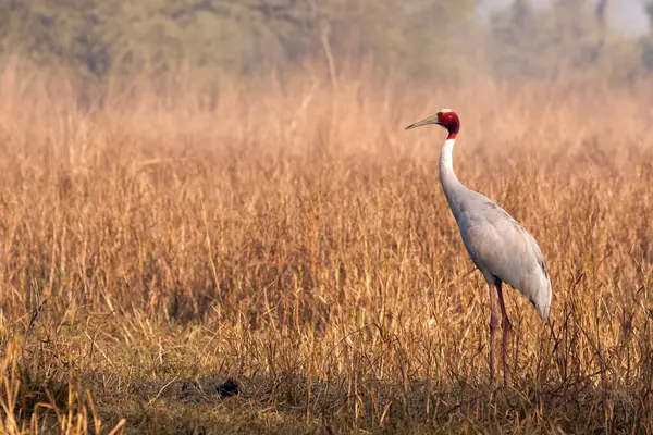 stock image A sarus crane wading through high grasses inside Keoladeo ghana bird sanctuary during a cold winter morning