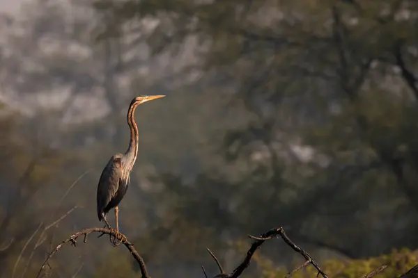 Stock image A purple heron perched on a tree top inside Bharatpur bird sanctuary during a cold winter morning