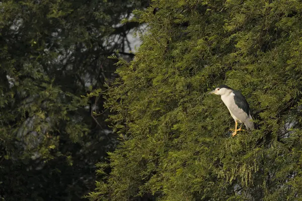 stock image A black-crowned night heron taking of from a perch on top of a tree inside Bharatpur bird sanctuary during a cold winter evening