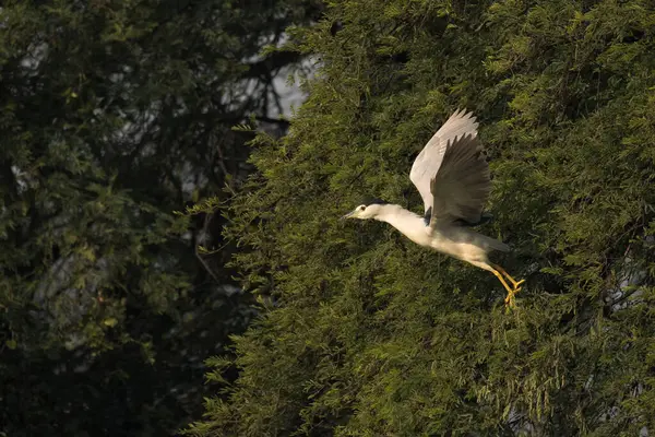 stock image A black-crowned night heron taking of from a perch on top of a tree inside Bharatpur bird sanctuary during a cold winter evening