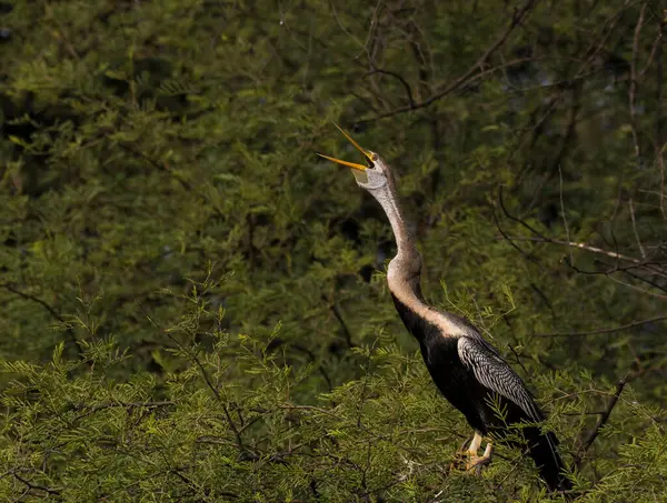 stock image A snake bird aka darter perched on top of a tree inside Bharatpur bird sanctuary during a cold winter evening