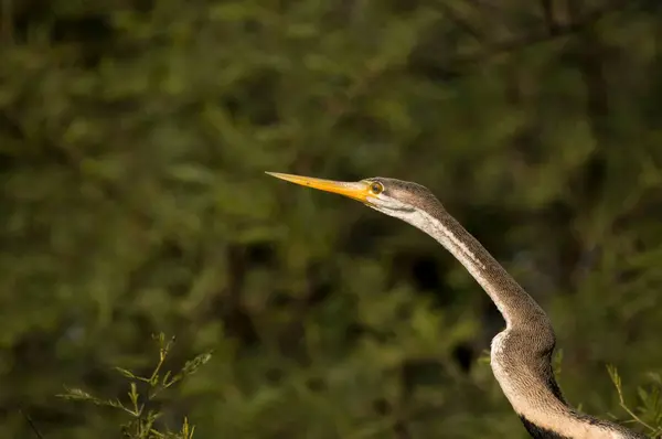 stock image A close up of head of snake bird aka darter perched on top of a tree inside Bharatpur bird sanctuary during a cold winter evening