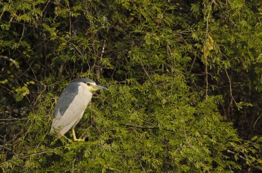 Soğuk bir kış sabahı Bharatpur 'daki bir ağacın tepesine tünemiş siyah bir balıkçıl.