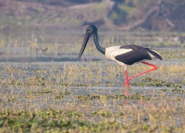 Soğuk bir kış gününde, Bharatpur 'un bataklık kuşlarının korunduğu bir bölgede, suda balık tutan siyah boyunlu bir turna.