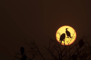 A silhouette of cormorant perched on top of a tree with the setting sun in the background during a beautiful sunset with the sun in the background inside Bharatpur bird sanctuary clipart