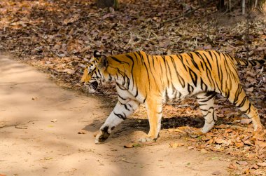 Bir kaplan yavrusu, Bandhavgarh Tiger arazisindeki çayırlarda yürüyor. Sıcak bir yaz günü, vahşi yaşam safarisi sırasında.