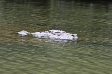 A marsh crocodile swimming in the river cauvery inside Ranganathitu bird sanctuary during a boat ride in the sanctuary clipart