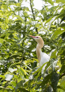 Ranganathitu 'daki bir ağacın tepesine tüneyen tüylü bir sığır sürüsü. Cauvery Nehri' ndeki bir tekne yolculuğu sırasında Mysore 'ın eteklerindeki kuş barınağı.
