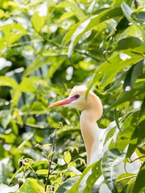 Ranganathitu 'daki bir ağacın tepesine tüneyen tüylü bir sığır sürüsü. Cauvery Nehri' ndeki bir tekne yolculuğu sırasında Mysore 'ın eteklerindeki kuş barınağı.