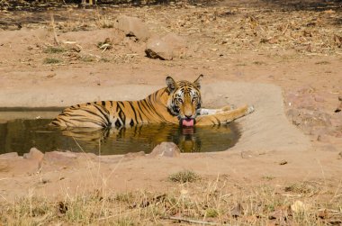 Baskın dişi kaplan kendini bir su birikintisinde serinletiyor sıcak bir yaz gününde Bandhavgarh kaplan koruma alanında vahşi yaşam safarisi sırasında.