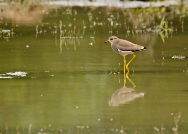 Beyaz kuyruklu bir kanat Bharatpur 'daki küçük bir su havuzunda yürüyor.