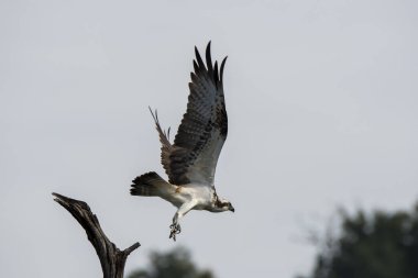 Bhadra nehrinin arka sularındaki bir ağaç dalından kalkan bir kayık safari sırasında Bhada kaplanı arazisindeki baraja yakın bir yerde.