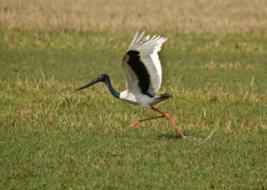 Soğuk bir kış akşamı, Bharatpur kuş barınağının içindeki bataklıklarda uçan siyah boyunlu bir vinç.