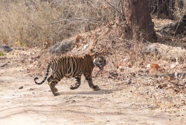 Vahşi yaşam safarisi sırasında Bandhavgarh Tiger Reserve 'de sıcak bir yaz gününde, meraklı turistlerin önünde safari yolundan geçen baskın bir kaplan. 