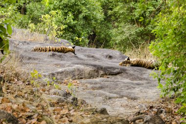 Sıcak bir yaz gününde, vahşi yaşam safarisi sırasında Bandhavgarh kaplanı bölgesinde bir kayanın üzerinde dinlenen iki kaplan yavrusu.