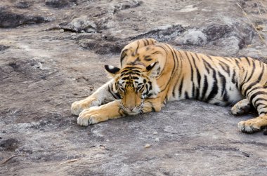 Sıcak bir yaz gününde, bir kayanın üzerinde dinlenen bir kaplan yavrusu vahşi yaşam safarisi sırasında Bandhavgarh kaplanı koruma alanında.