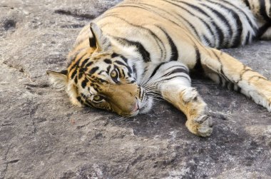 Sıcak bir yaz gününde, bir kayanın üzerinde dinlenen bir kaplan yavrusu vahşi yaşam safarisi sırasında Bandhavgarh kaplanı koruma alanında.