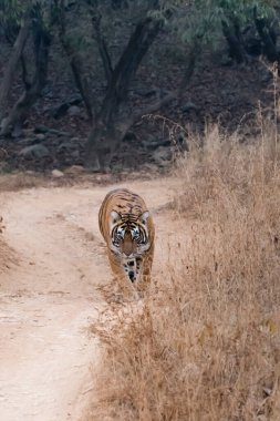 A female tigress walking on the safari track on a hot summer day inside Bandhavgarh tiger reserve during a wildlife safari clipart