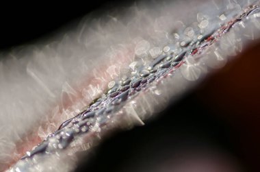 Yaprağın üzerindeki sabah çiğ tanesinin güzel bir yoğunluğu.