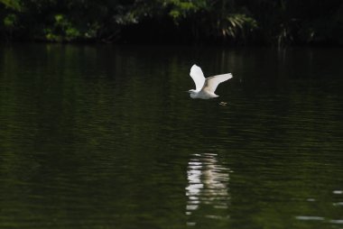 Mysore 'ın varoşlarındaki Ranganathitu kuş barınağında bir sığır ördeği uçuyor.