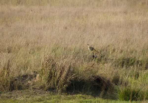 stock image A female tiger cub walking through the high grasses in the grasslands inside Bandhavgarh tiger reserve during a hot summer day on a wildlife safari