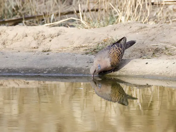 stock image A turtle dove drinking water on a hot summer day inside Bandhavgarh tiger reserve during a wildlife safari