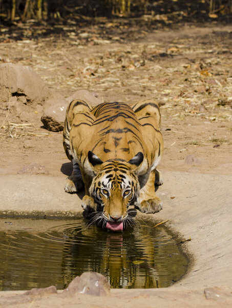 A dominant female tigress drinking water from a waterhole on a hot summer day inside Bandhavgarh tiger reserve while  on a wildlife safari