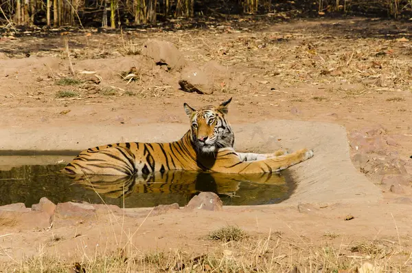 stock image A dominant female tigress cooling herself in a waterhole on a hot summer day inside Bandhavgarh tiger reserve during a wildlife safari