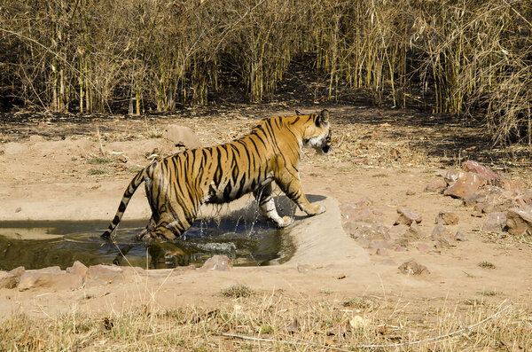 A dominant female tigress cooling herself in a waterhole on a hot summer day inside Bandhavgarh tiger reserve during a wildlife safari
