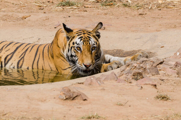 A dominant female tigress cooling herself in a waterhole on a hot summer day inside Bandhavgarh tiger reserve during a wildlife safari