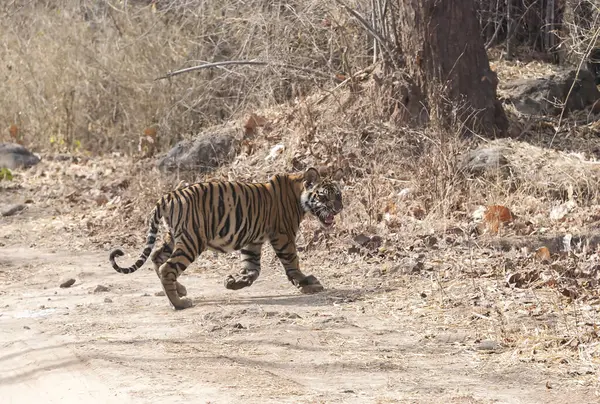 stock image A dominant tigress crossing the safari tracks infront of curious onlooking tourists on a hot summer day inside Bandhavgarh Tiger Reserve during a wildlife safari 