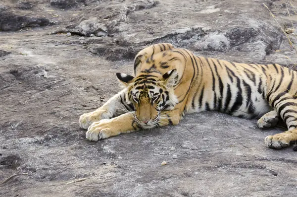 stock image A tiger cub resting on a boulder on a hot summer day inside Bandhavgarh tiger reserve during a wildlife safari