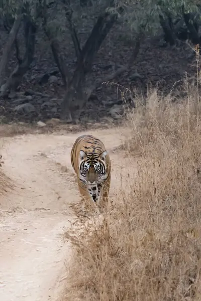 stock image A female tigress walking on the safari track on a hot summer day inside Bandhavgarh tiger reserve during a wildlife safari