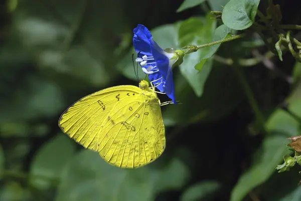 stock image A lime yellow butterfly sitting on a blue coloured flower in the park