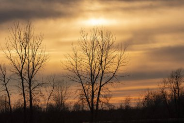 Kuzey Ohio 'daki Maggie Marsh vahşi yaşam sığınağında güzel bulutlu bir günbatımına karşı dimdik duran yapraksız bir ağaç.
