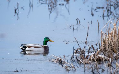 A male Mallard duck sitting at the edge of marshy water inside Maggie Marsh National refuge on cold winter morning clipart