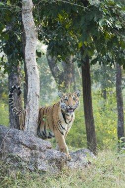 Vahşi yaşam safarisi sırasında Pench Tiger Reserve 'deki kayanın üstünde duran bir kaplan yavrusu.