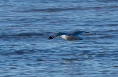 A ring-billed gull flying away with the background of Lake erie inside Maggie Marsh wildlife refuge in Northern Ohio clipart