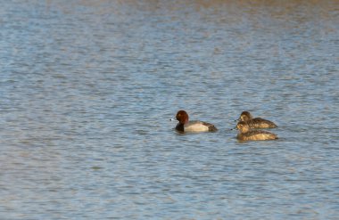 Bir grup kızıl saçlı Maggie Marsh 'ın içinde yüzüyorlar Kuzey Ohio' daki vahşi yaşam sığınağında.