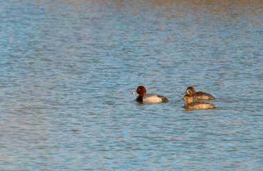 A group of redheads swimming in the waterbodies inside Maggie Marsh Wildlife refuge in Northern ohio clipart