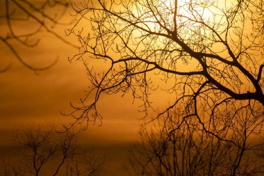 Kuzey Ohio 'daki Maggie Marsh vahşi yaşam sığınağında güzel bulutlu bir günbatımına karşı dimdik duran yapraksız bir ağaç.