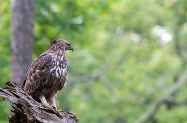 Vahşi yaşam safarisi sırasında Nagarhole Tiger Reserve 'deki bir ağaç gövdesine tünemiş bir şahin kartalı.