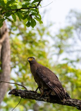 Bir yaban hayatı safarisi sırasında Nagarhole Tiger arazisindeki bir ağaç dalına tünemiş ibikli bir yılan kartalı.