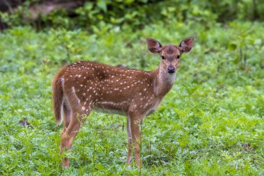Bir benekli geyik, vahşi yaşam safarisi sırasında Nagarhole kaplanı arazisinde otluyor.