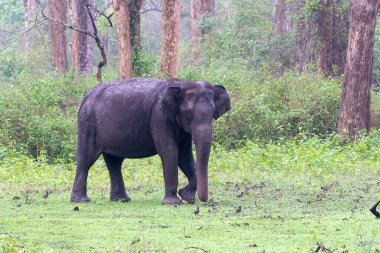 Vahşi yaşam safarisi sırasında Nagarhole Tiger Reserve 'de Kabini nehrinin kıyısında otlayan bir Asya fili.
